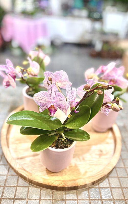 Catch mini orchidee in roze plantenpot