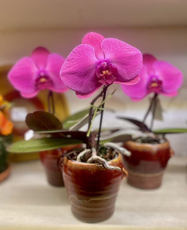 Catch orchidee fel fuchsia