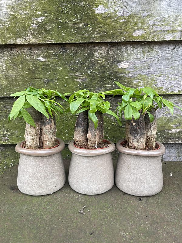Catch plantje in cosy pot