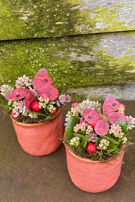 Catch vetplantjes roze met vlinder